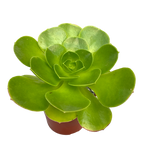 Aeonium canariense v. californicum
