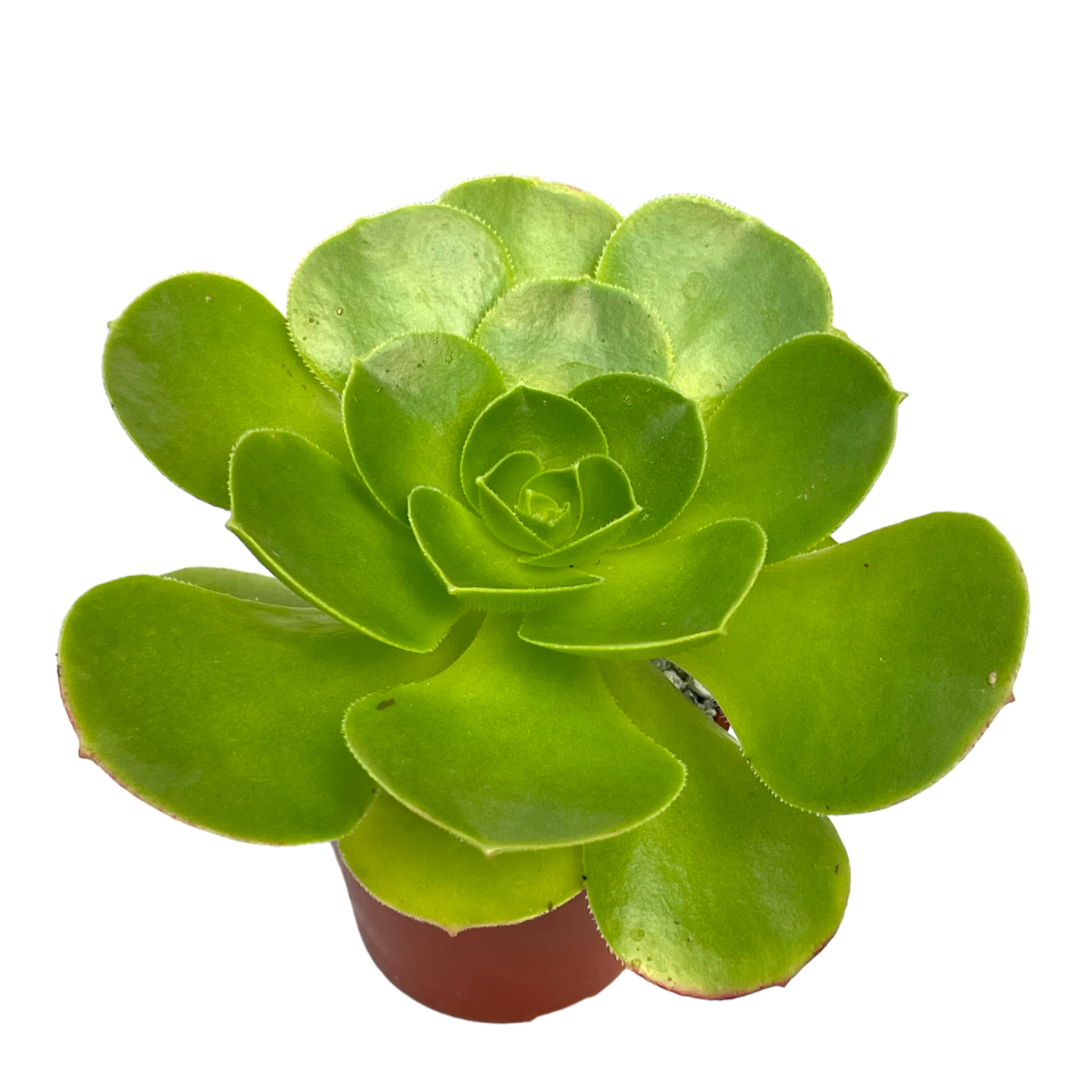 Aeonium canariense v. californicum