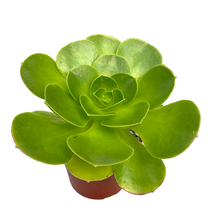 Aeonium canariense v. californicum