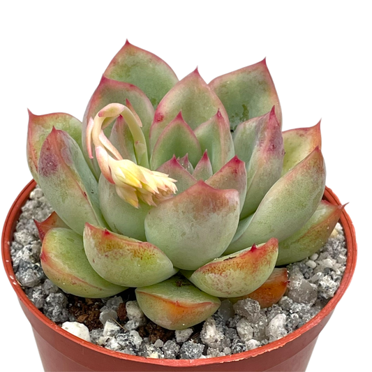Echeveria 'Ileene'