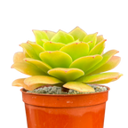 Aeonium tabuliforme x nobile