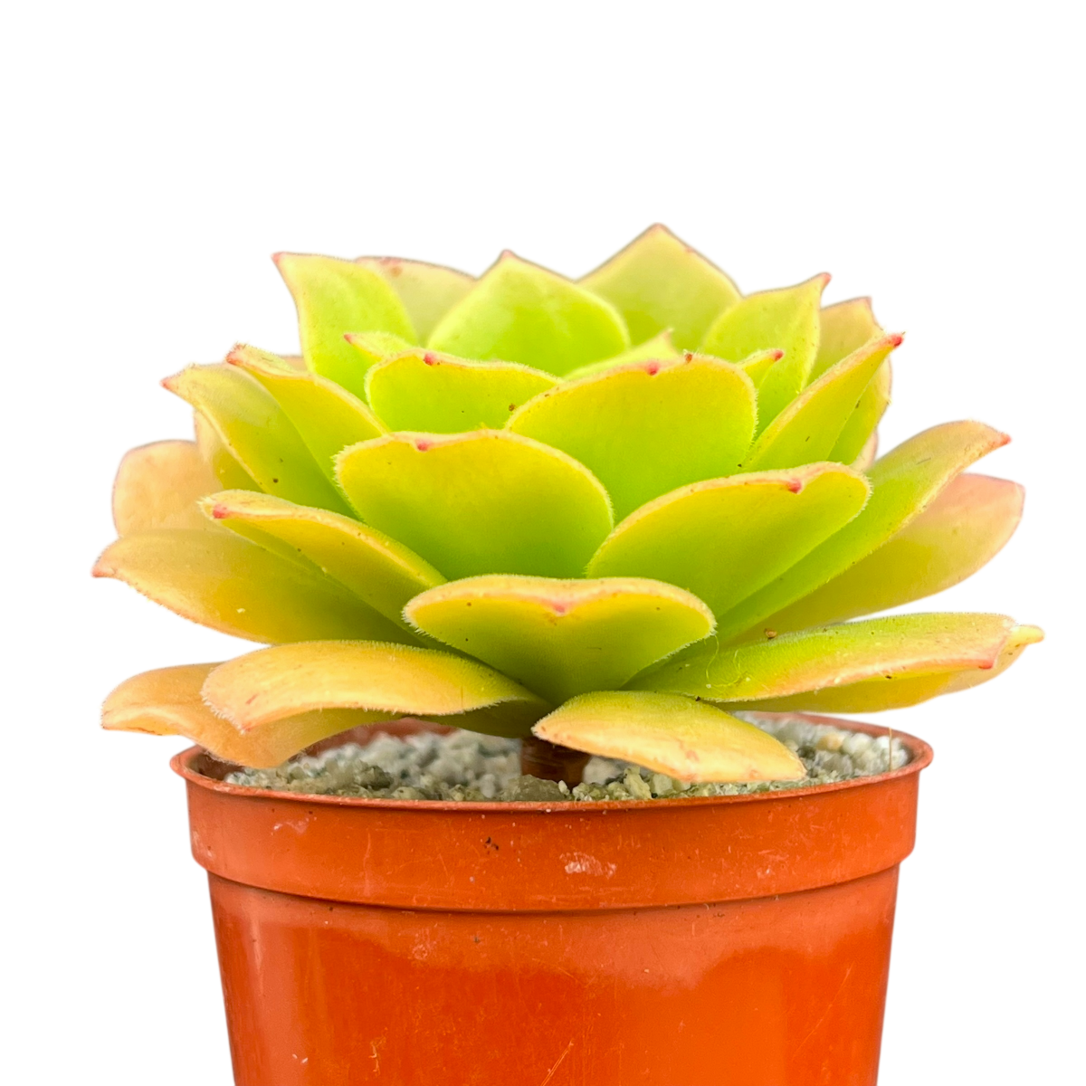 Aeonium tabuliforme x nobile