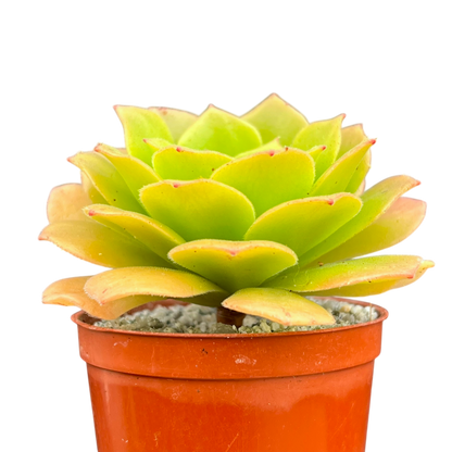 Aeonium tabuliforme x nobile