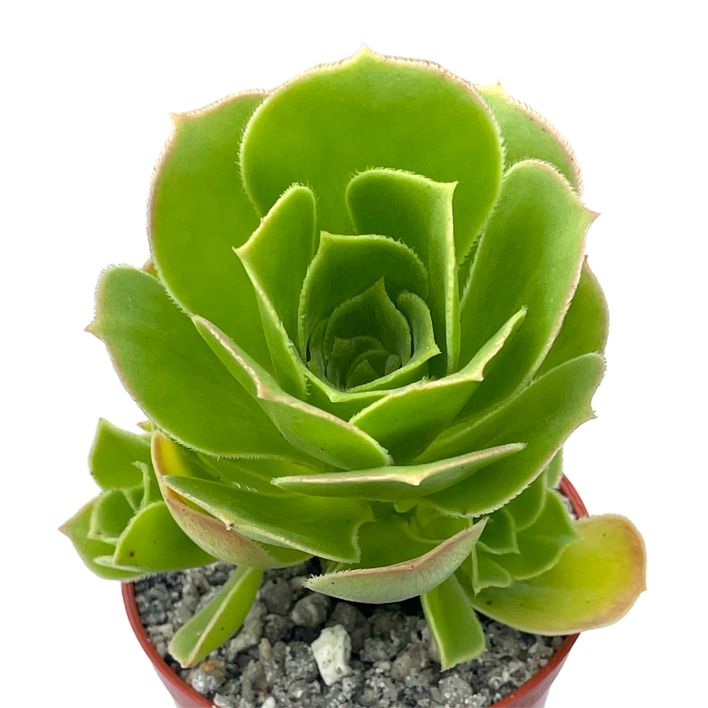 Aeonium balsamiferum