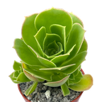 Aeonium balsamiferum