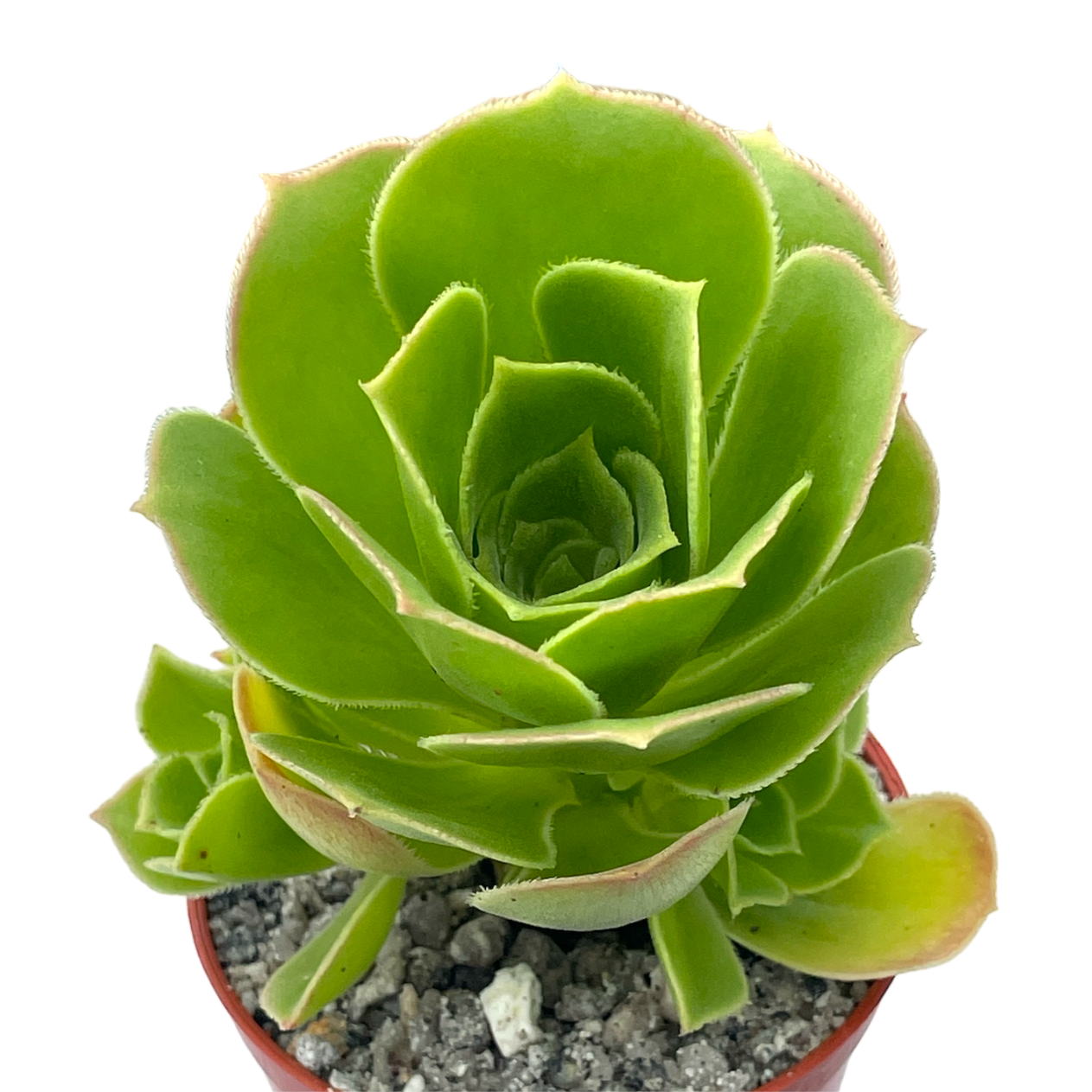 Aeonium balsamiferum