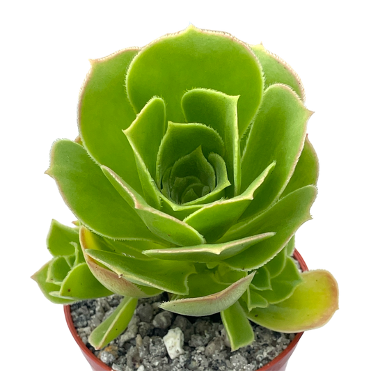 Aeonium balsamiferum