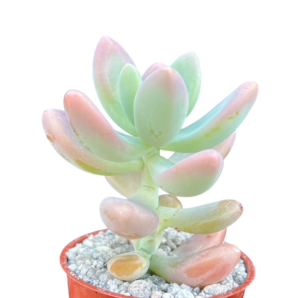 x Sedeveria 'Giant Blue'