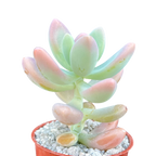 x Sedeveria 'Giant Blue'