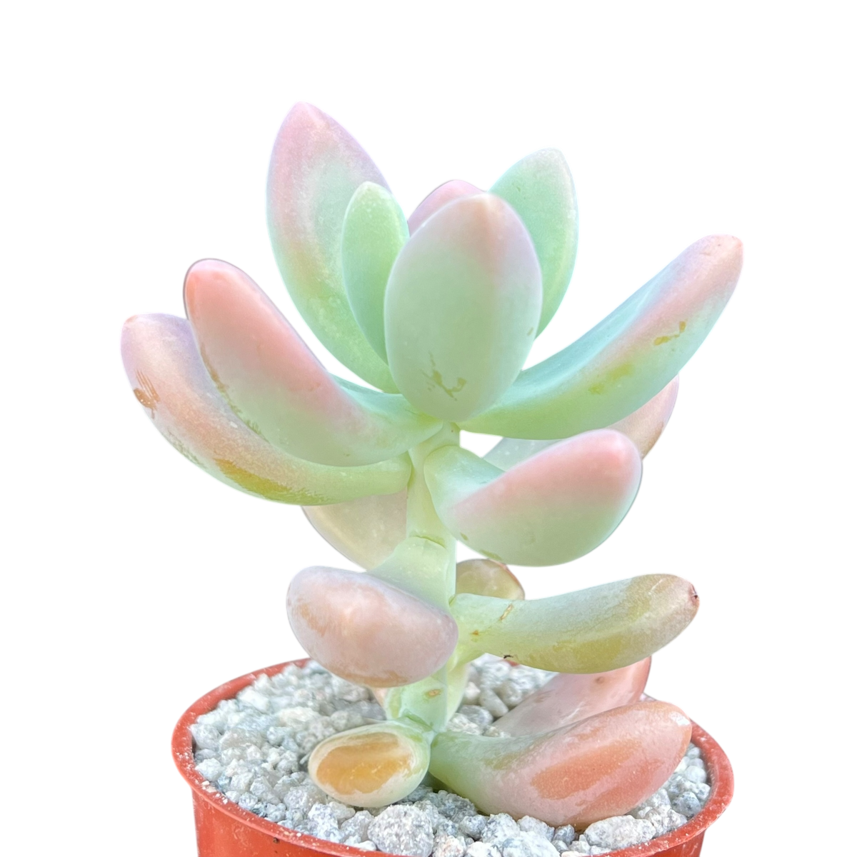 x Sedeveria 'Giant Blue'