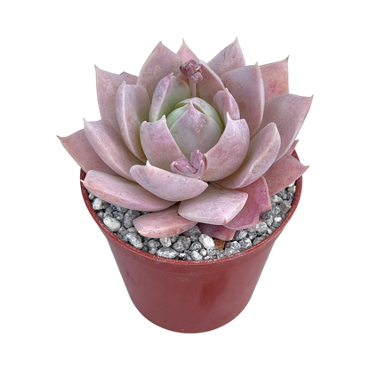 Sedum suaveolens