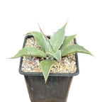 Agave montana x gentryi