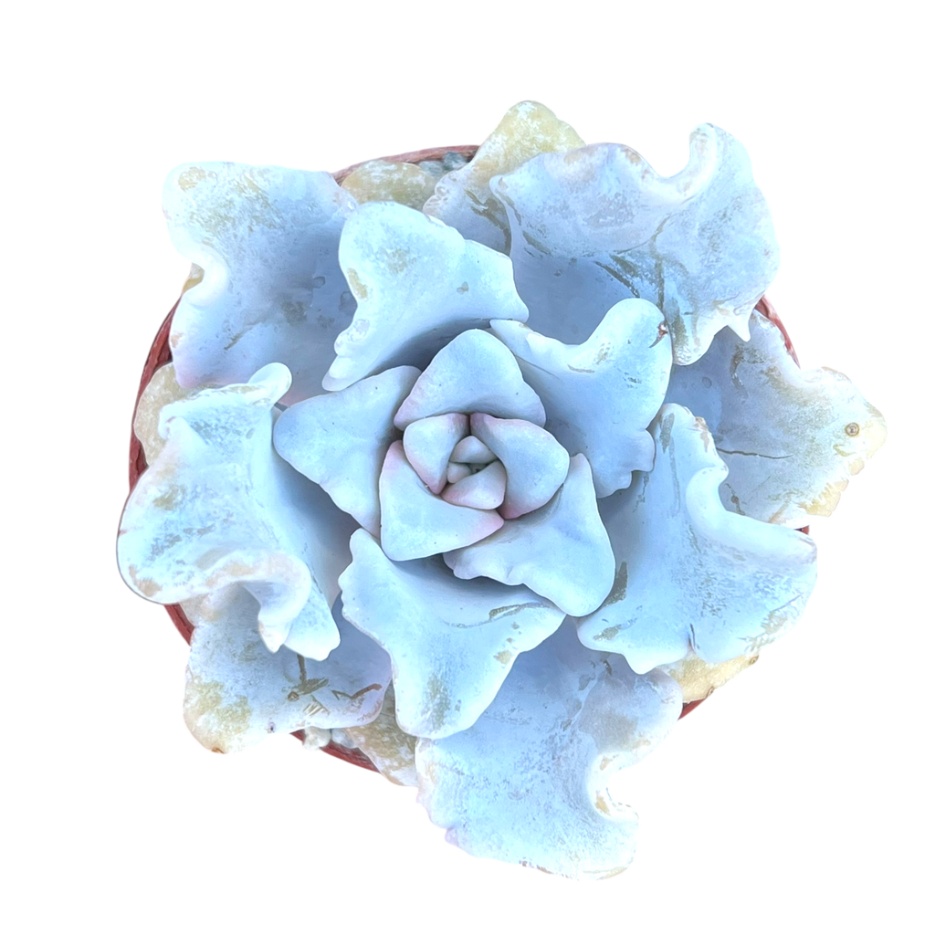 Echeveria 'Crispate Beauty'