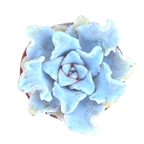 Echeveria 'Crispate Beauty'