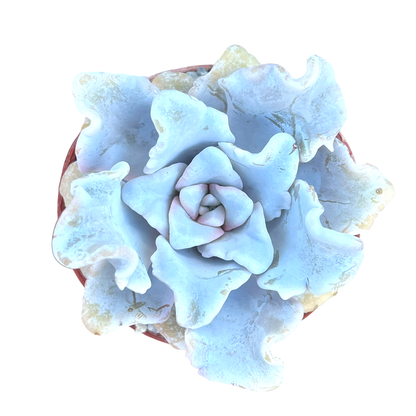 Echeveria 'Crispate Beauty'