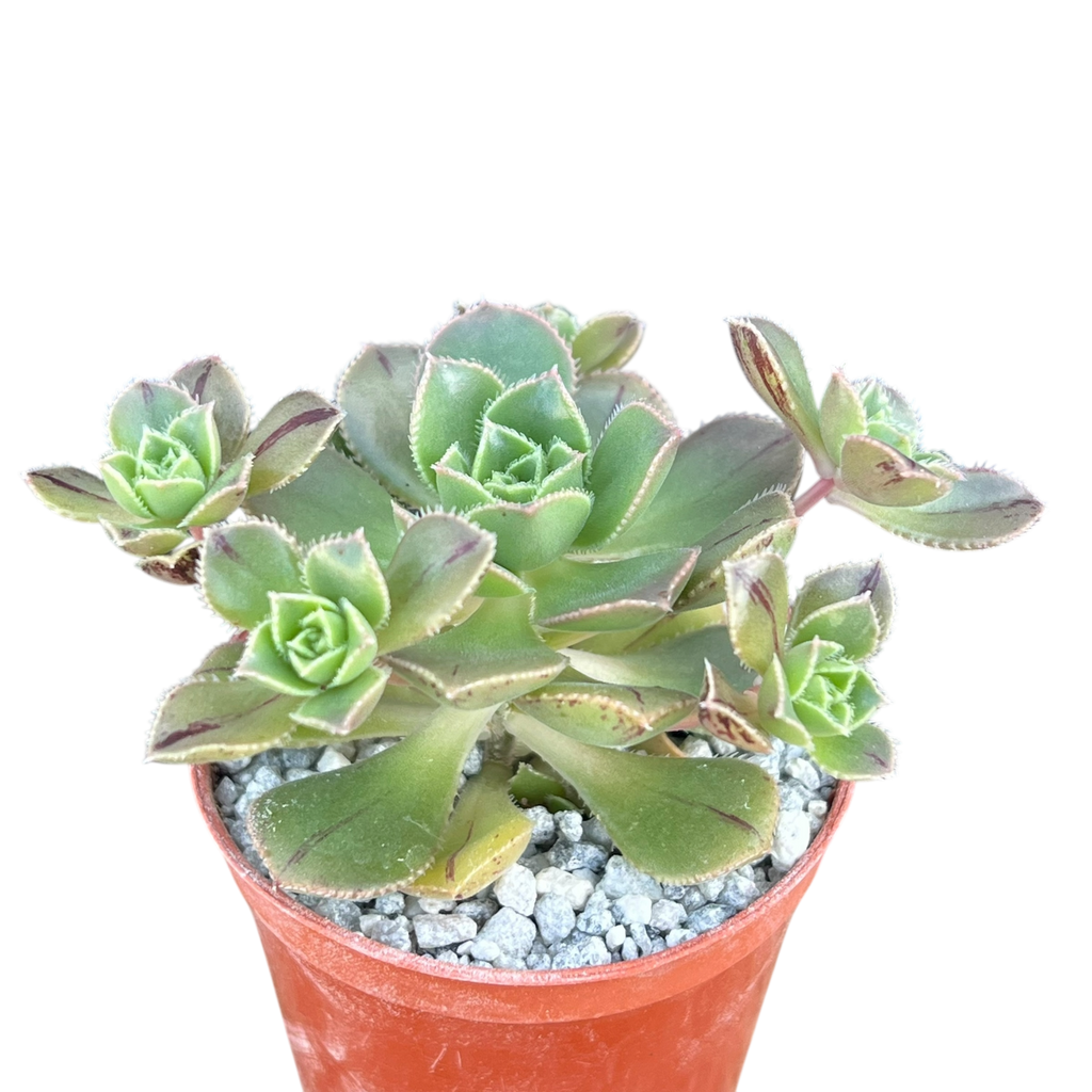 Aeonium haworthii