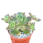 Aeonium haworthii
