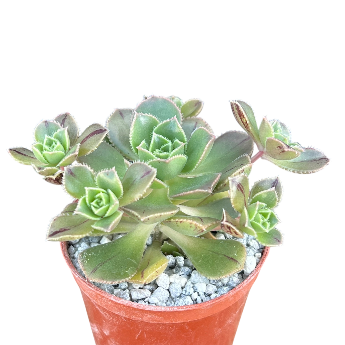 Aeonium haworthii