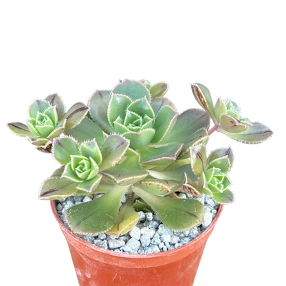 Aeonium haworthii