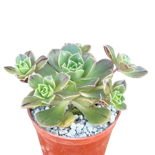 Aeonium haworthii