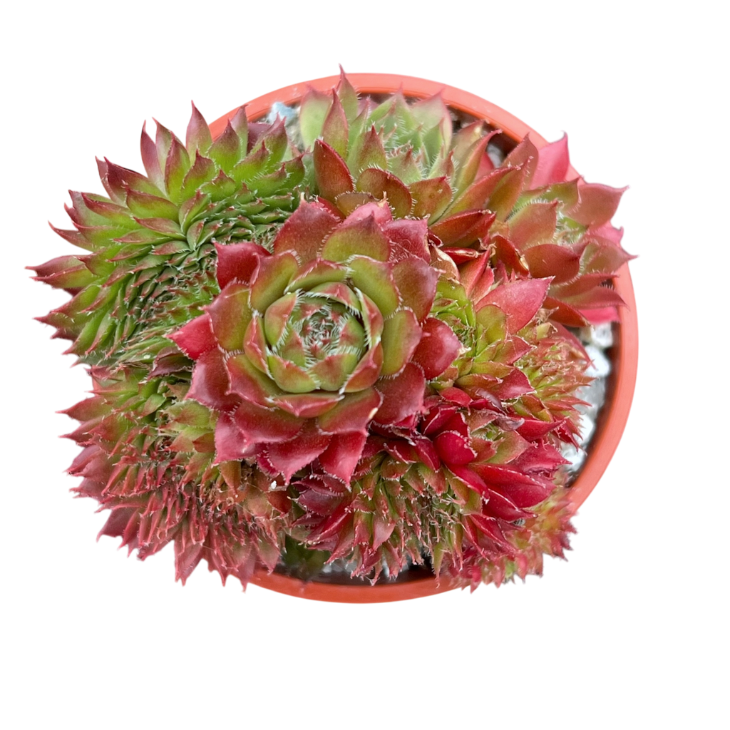 Sempervivum 'Red Robin'
