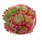 Sempervivum 'Red Robin'