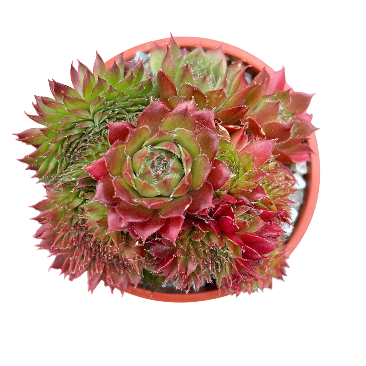 Sempervivum 'Red Robin'