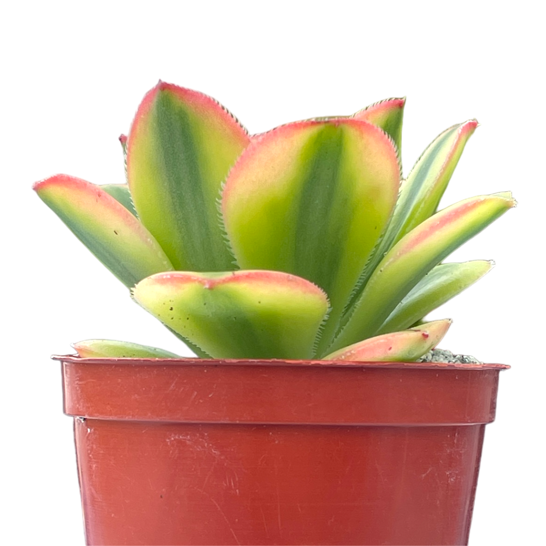 Aeonium 'Floresens'