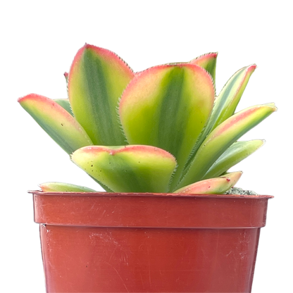 Aeonium 'Floresens'