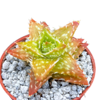 Aloe juvenna | Tiger Tooth Aloe