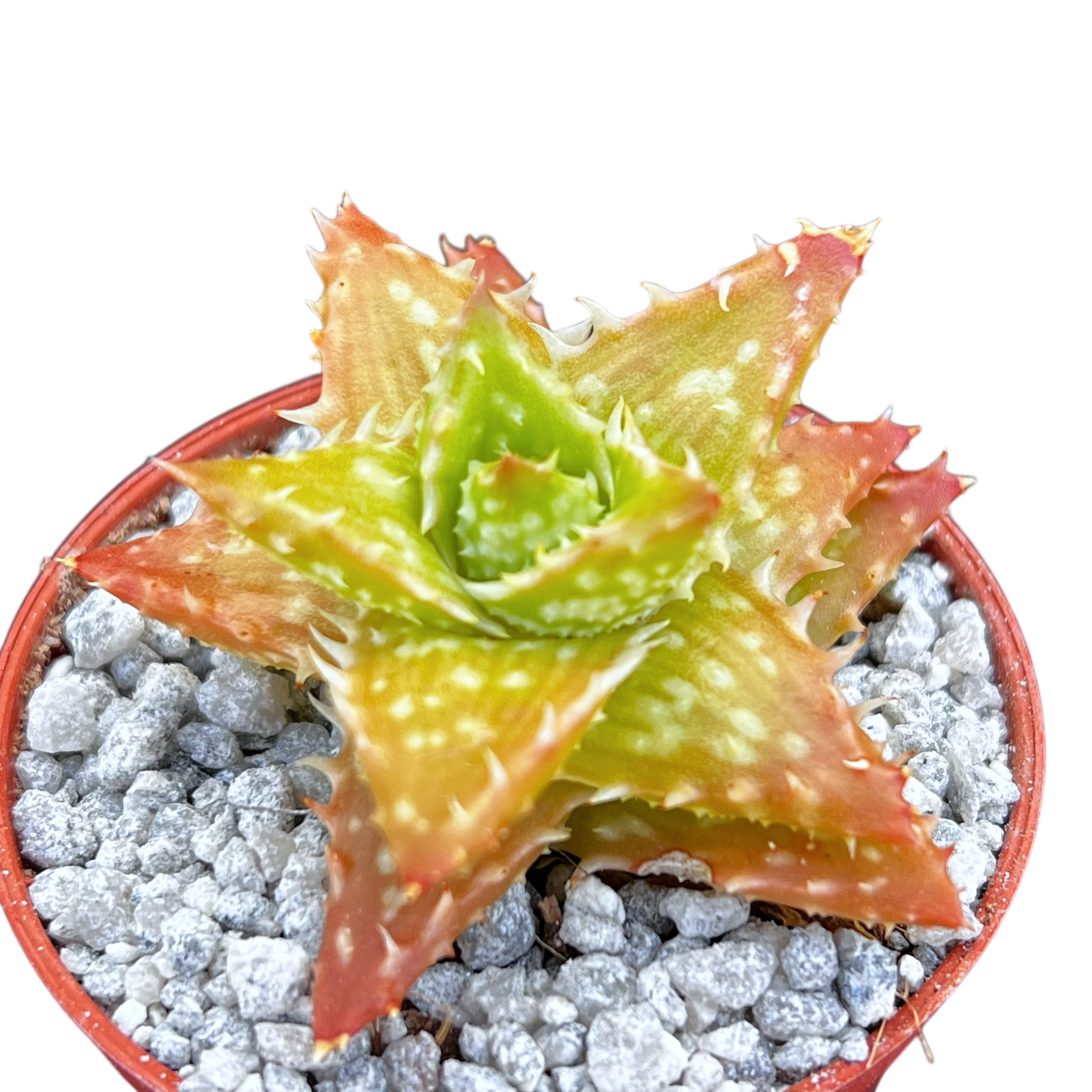 Aloe juvenna | Tiger Tooth Aloe