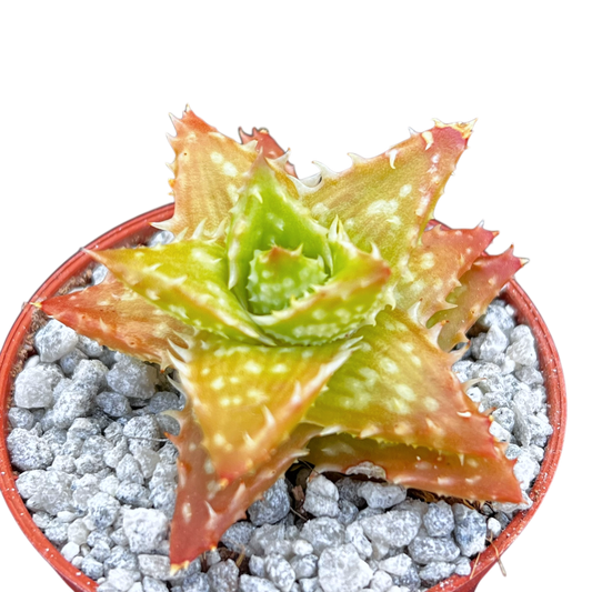Aloe juvenna (Tiger Tooth Aloe)