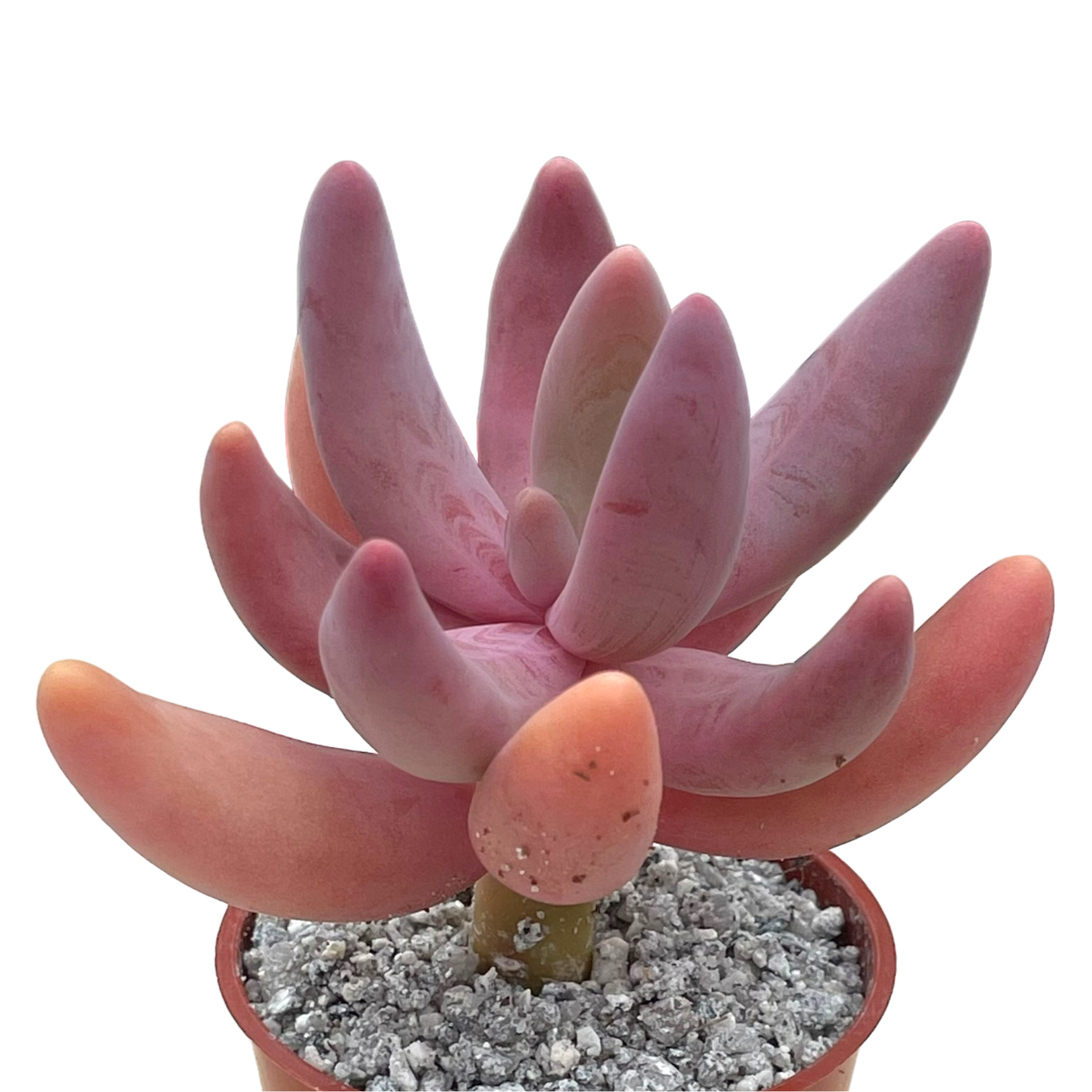 x Pachysedum 'Ganzhou'