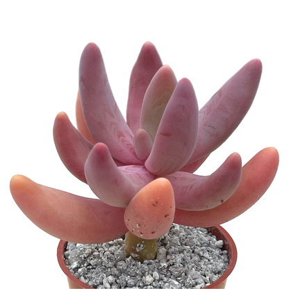 x Pachysedum 'Ganzhou'