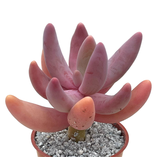 x Pachysedum 'Ganzhou'