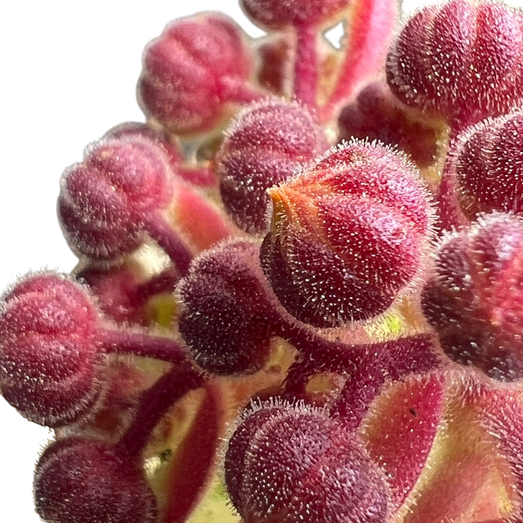 Aeonium lindleyi