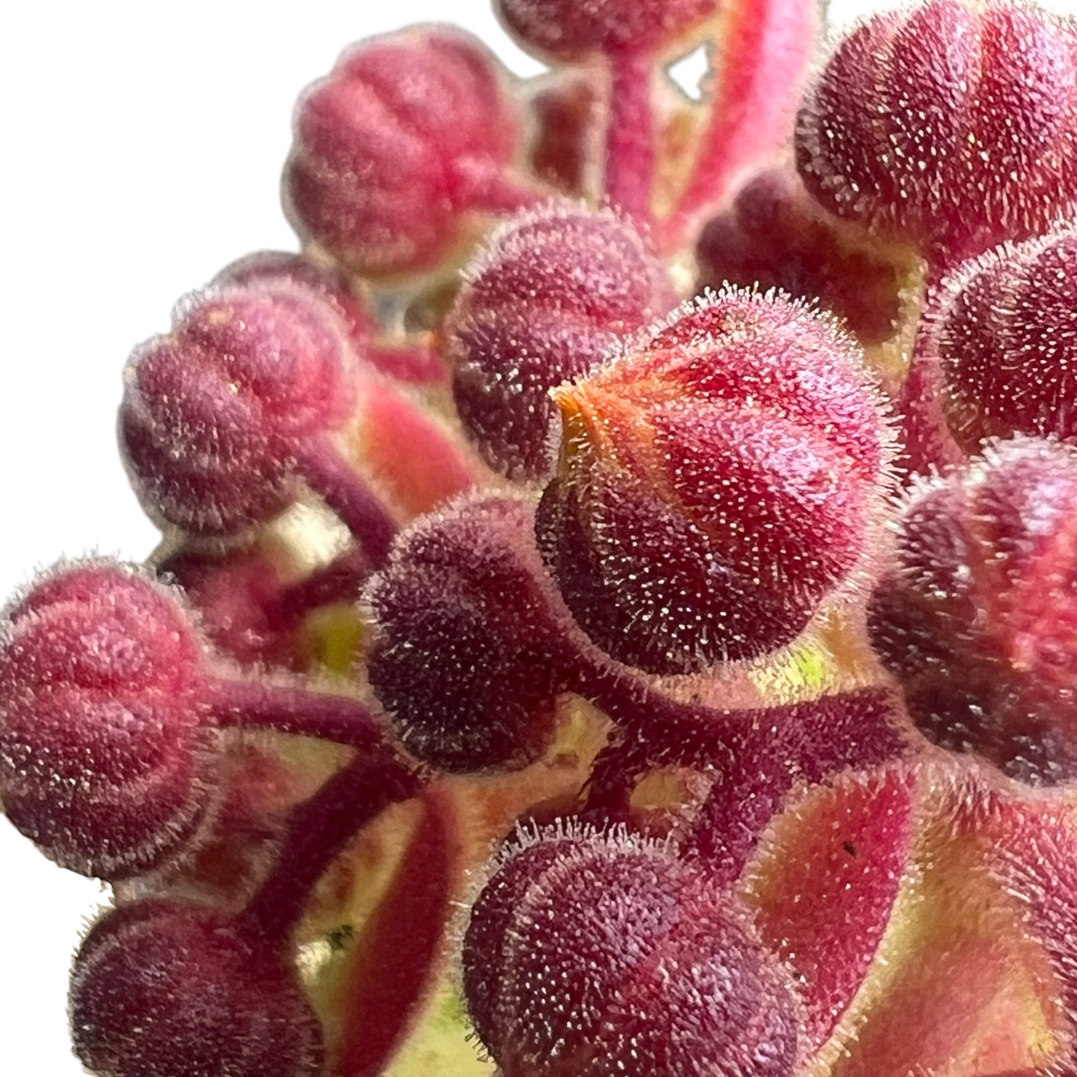 Aeonium lindleyi