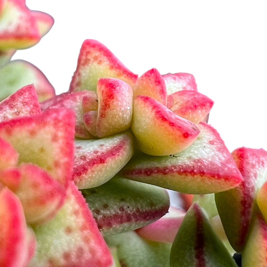 Crassula rupestris var. monticola