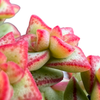 Crassula rupestris var. monticola