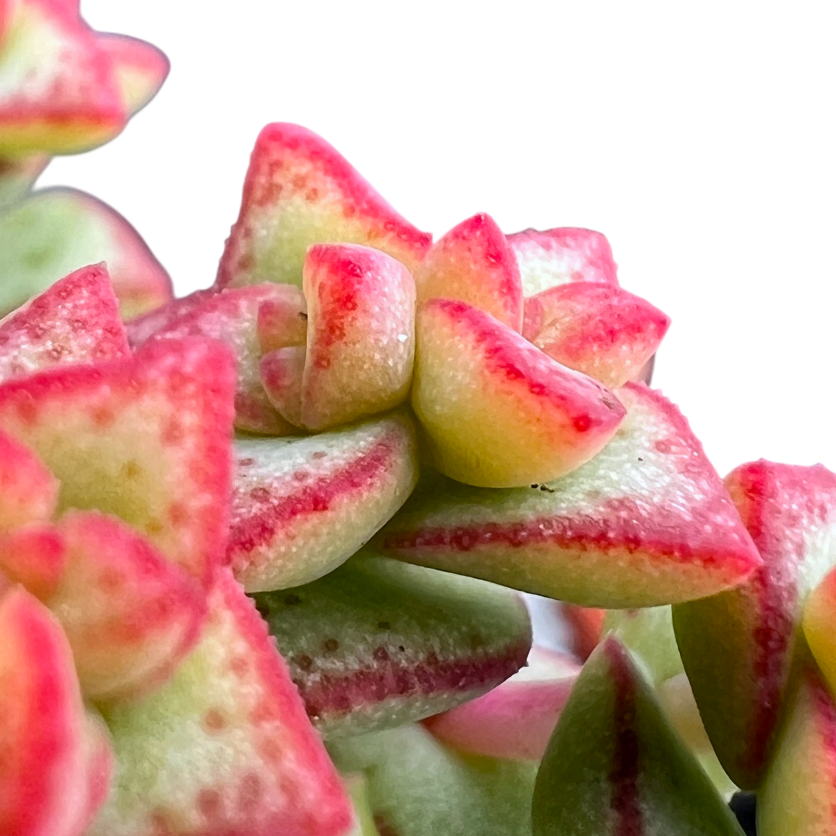 Crassula rupestris var. monticola