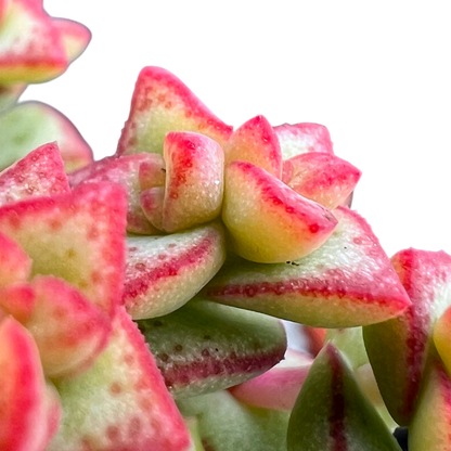 Crassula rupestris var. monticola