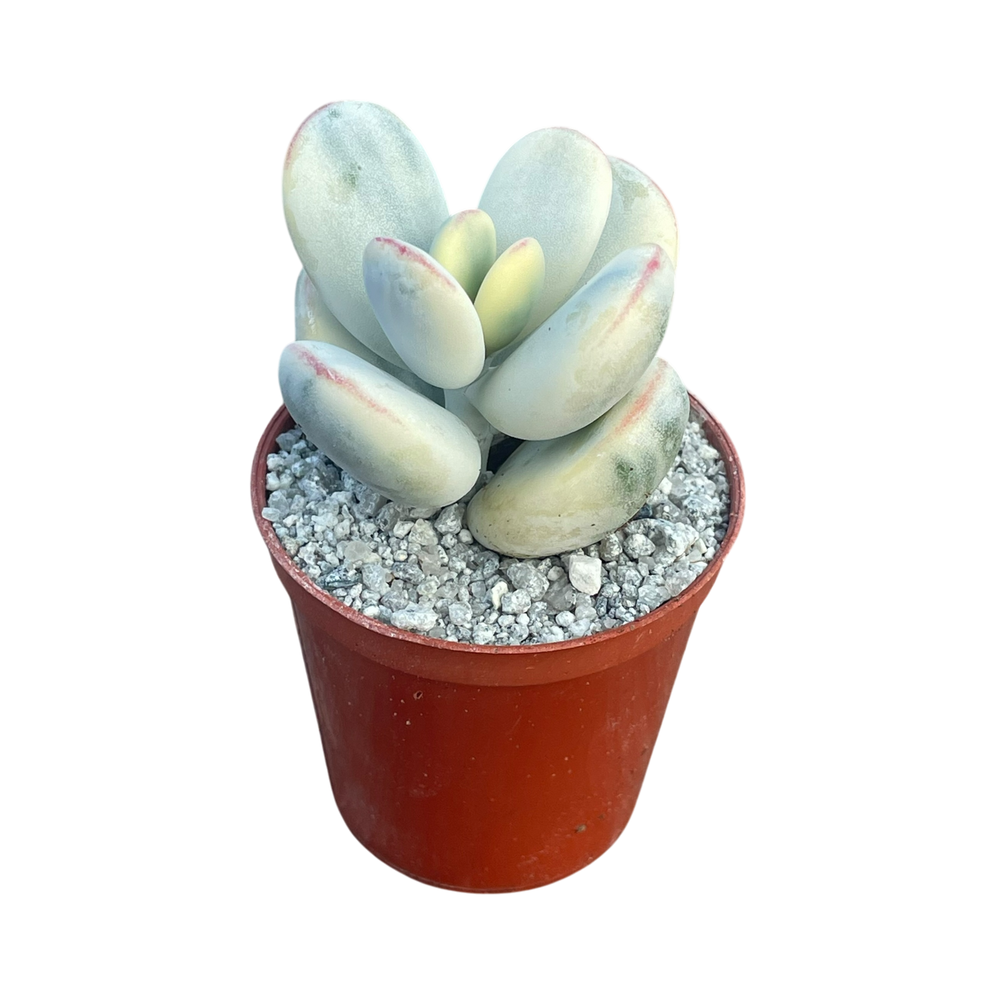 Cotyledon orbiculata 'Unicorn Poop'