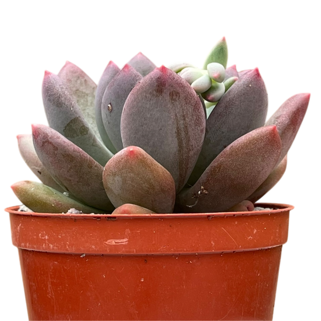 x Pachyveria 'Thunderbird'