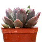 x Pachyveria 'Thunderbird'