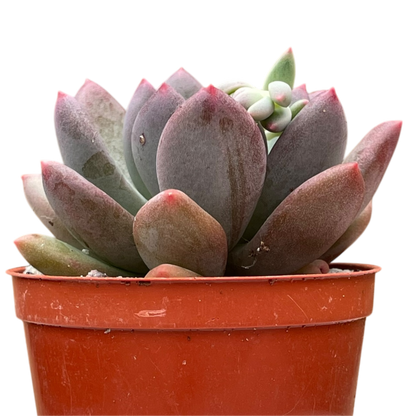 x Pachyveria 'Thunderbird'