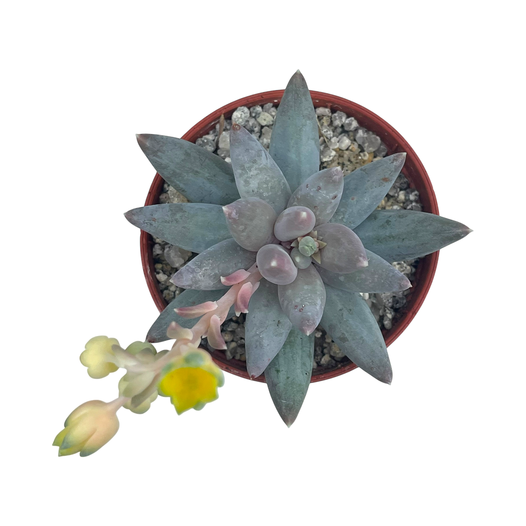 Pachyphytum coeruleum