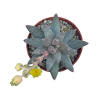 Pachyphytum coeruleum