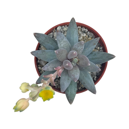 Pachyphytum coeruleum