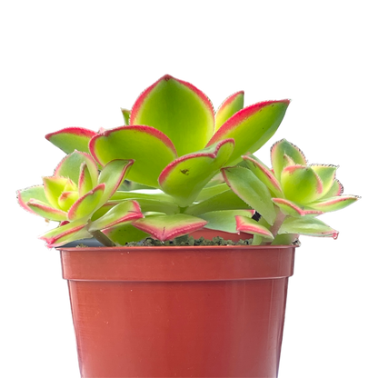 Aeonium 'Kiwi'