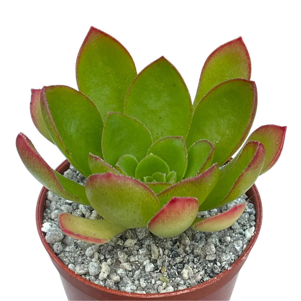 x Semponium 'Diamond'